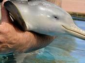 piccolo delfino salvo miracolo