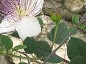 Capparis spinosa