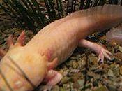 rigenerazione delle salamandre come alla arti negli umani