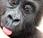 Gorilla dintorni