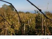 “…il vulcano mezzo mare sprofondava. l’acqua fuoco scontrava”. nuovi vigneti Carricante Milo nascerà l’Etna Bianco Superiore Puddara Tenuta Fessina