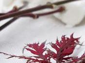 Elfi, foglie, laboratori concorsi