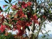 Fitoterapia Gomenolo naso chiuso.