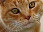 Pellicce gatto