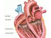 Fibrillazione ventricolare