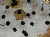 Torta ripiena frutti bosco