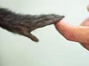 Conoscere vivisezione evitarla