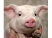 dieta suini spesso inadeguata