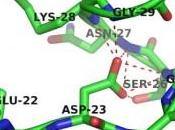 complessità fondamentale della vita: proteine