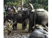 India, l’elefante finisce nella buca fango: forestali liberano