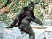 Bigfoot, 1800 oggi