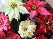 Poinsettia rossa simbolo Natale