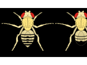 Determinazione sesso Drosophila