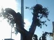 Proposta stesura linee guida corretta potatura Lecci (Quercusilex) città.