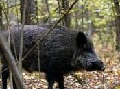 Lucca Mangiano salsicce cinghiale casi trichinellosi