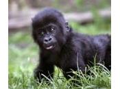 Nuova attrazione allo Praga, gorilla nato dicembre