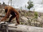 francia propone supertassa sull’olio palma