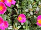 Portulaca