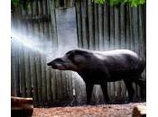 Australia, ondata caldo: tapiro dello rinfresca