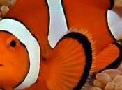 nemo