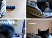gatti ....