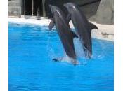 Gardaland dice addio delfini. Stop agli spettacoli acquatici