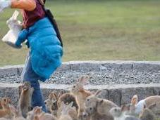 Ōkunoshima, l'isola conigli