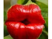 fiore “labbra” assomiglia logo Rolling Stones