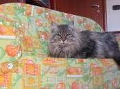 sofa’