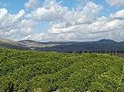 stadi sviluppo frutteto