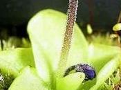 pinguicola grandiflora