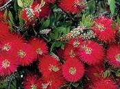 Callistemon citrinus splendes