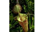 piante carnivore nepenthes (nepenthes hookeriana)