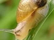 orto biologico: protezione dalle lumache