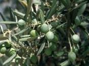 trapianto ulivo