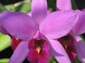 Orchidea Cattleya