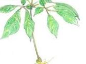 ginseng