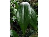 foglie delle Orchidee