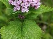 valeriana