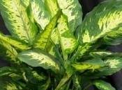 Dieffenbachia