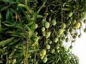 fruttificazione mango