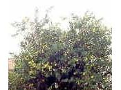 limone foglie gialle