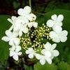 Viburnum
