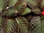 Episcia