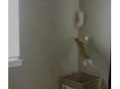 gatto acrobatico afferra biancheria volo (video)