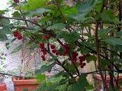 Ribes rosso terrazza