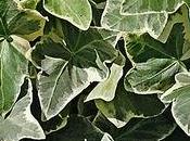 Hedera Helix