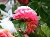 Camelia