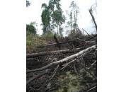 REDD: rischio l'accordo Indonesia Norvegia
