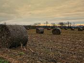 Sunset corn. Waiting snow.